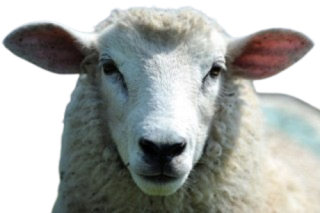 A Schafsglocken mit Riemen 62cm