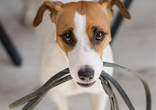 Hundeartikel 🇨🇭 