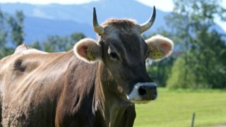 Kuh-Allgaeu