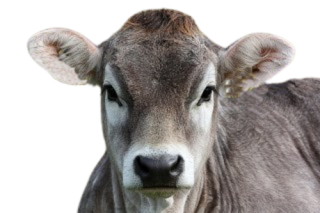 A Kälberglocken mit Riemen 90cm