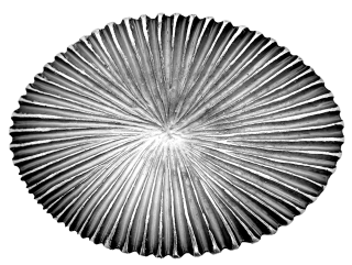 Schnalle Fashion   35mm (10900-35.24)