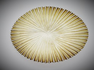 Schnalle Fashion   35mm (10900-35.24)