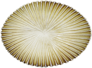 Schnalle Fashion   35mm (10900-35.24)